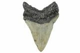 Serrated, Fossil Megalodon Tooth - North Carolina #272857-1